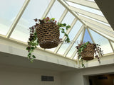 Joondalup Resort and Country Club - Hanging Greenery Ceiling / Creepers / Hanging Baskets | ARTISTIC GREENERY