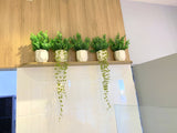 T4 Bubble Tea (Victoria Park) - Feature Wall & Potted Plants for Shelves