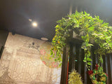 Shen's Massage (Meville)  - Hanging Greenery for Built-in Planters