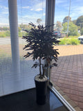 T0122 ficus tree with purple leaves