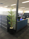 BOC Canning Vale - Floral Arrangements & Artificial Plants in Pots