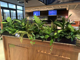 TGI Fridays Whitford- Artificial Plants for Display / Planter Shelves | ARTISTIC GREENERY