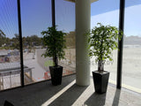 Bethesda Clinic (Cockburn Central) - Artificial Plants for Reception & Waiting Areas | ARTISTIC GREENERY