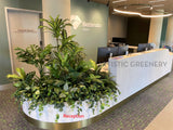 Bethesda Clinic (Cockburn Central) - Artificial Plants for Reception & Waiting Areas | ARTISTIC GREENERY