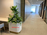 Bethesda Clinic (Cockburn Central) - Artificial Plants for Reception & Waiting Areas | ARTISTIC GREENERY