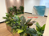 Ramsay Health Care (Mount Pleasant) - Artificial Plants for Reception & throughout the Clinic | ARTISTIC GREENERY