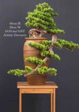 BON001 Artificial High Quality Bonsai / Fake Bonsai 60-70cm Tall Australia | ARTISTIC GREENERY