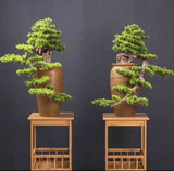 Home Salon Reception (Fremantle) - Custom-made Bonsai