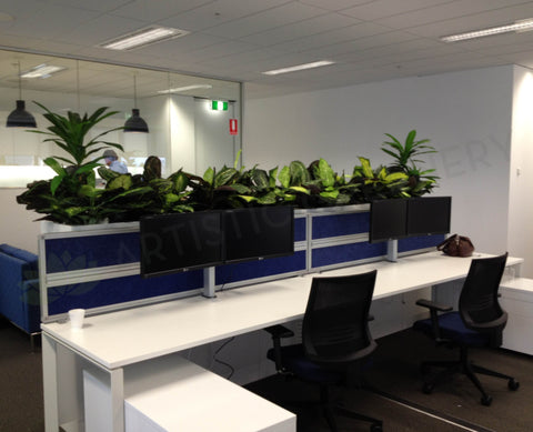 Iluka - Artificial Plants for Filing Cabinets