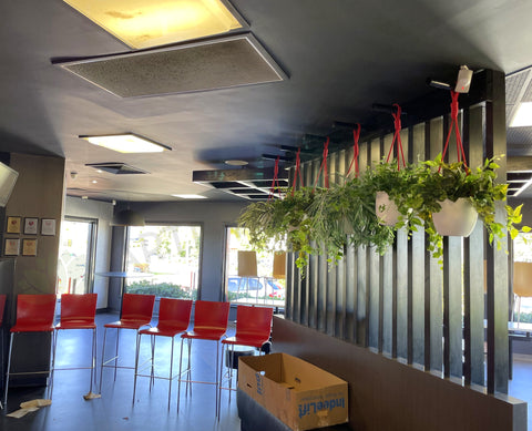 KFC (Maylands) - Macrame Plant Hangers | ARTISTIC GREENERY