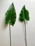 LEA0061 Faux Calla Lily / Elephant Ear Single Leaf 2 sizes | ARTISTIC GREENERY