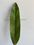 LEA0102 Ti Single Leaf (Real Touch) 89cm | ARTISTIC GREENERY