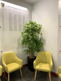 Lake Joondalup Baptist College (LJBC) Auditorium - Artificial  Floral Arrangements & Tree