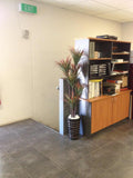 Losugen - Artificial Trees in Pots Throughout the Office