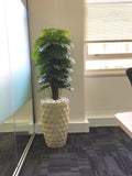 Ozsky Perth Migration Agency - Monstera & Janet Craig Dracaena