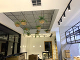 Port City Roasters (South Fremantle) - Artificial Plants for Display Shelves & Hanging Baskets with Plants