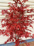 CT004 Artificial Red Mape Tree 150cm | ARTISTIC GREENERY