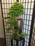 Home Salon Reception (Fremantle) - Custom-made Bonsai | ARTISTIC GREENERY