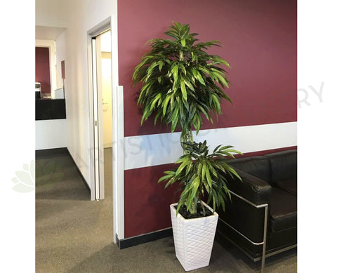 SKG Radiology Bunbury - Artificial Trees in Pots