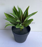 SP0014 Artificial Aloe Vera Real Touch 28cm | ARTISTIC GREENERY