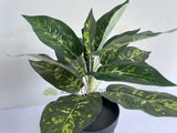 SP0025XS Artificial Dieffenbachia Dumb Cane Leopad Lily Plant 40cm | ARTISTIC GREENERY