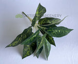 SP0025XS Artificial Dieffenbachia Dumb Cane Leopad Lily Plant 40cm | ARTISTIC GREENERY