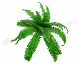SP0029 Boston Fern $40 60cm_tall 70cm_wide