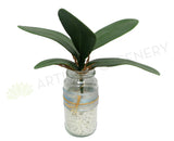 Phalaenopsis Orchid Leaves 