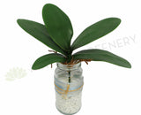 Phalaenopsis Orchid Leaves 