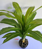 SP0124 Faux Dracena Fragrans 80cm / 88cm 2 Sizes (Evergreen Plant) | ARTISTIC GREENERY