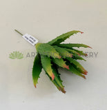 SP0125G Small Aloe Vera 14cm Green