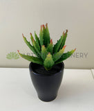 SP0125G Small Aloe Vera 14cm Green