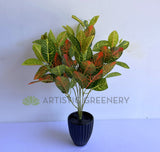 SP0134 Nerve Plant / Fittonia 30cm Orange | ARTISTIC GREENERY