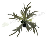 SP0148N Stag Horn Fern 2 Styles