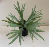 SP0148N Stag Horn Fern 2 Styles