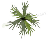 SP0148 Staghorn Fern Large (Real Touch) 2 Sizes Artistic Greenery
