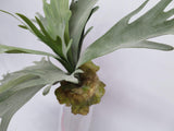 SP0148 Staghorn Fern Large (Real Touch) 2 Sizes Artistic Greenery