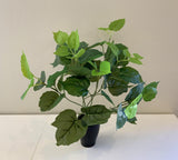 SP0154L Large: 38cm tall (more foliage) $12 per bunch