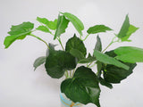 SP0154 Small: 30cm tall (less foliage) $7 per bunch