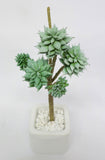SP0180 Macabeana Echeveria Pick (5 Heads) 28cm Green