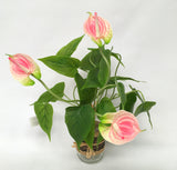 FA1041 - Potted Plant - Red Anthurium (40cm high)