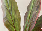 SP0204 Faux Red Cast Iron Plant Aspidistra 60cm | ARTISTIC GREENERY Artificial Plants Specialist
