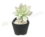 SP0212 Echeveria 12cm Light Green