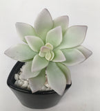 SP0212 Echeveria 12cm Light Green