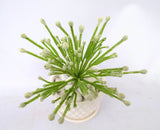 SP0223 Small Green Coral Plant 20cm