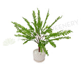 SP0414XS Shame Plant (Mimosa) / Fern 54cm