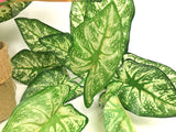 SP0233 Caladium / Syngonium Plant 38cm 2 styles