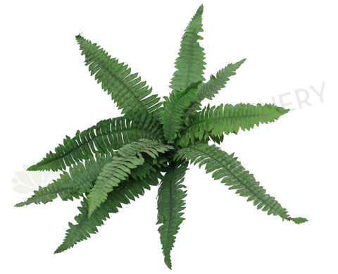 SP0240 Boston Fern 50cm Green