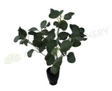SP0283 Silver Dollar Eucalyptus Bunch 33cm