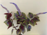 SP0296 Beefsteak Plant / Perilla Mint 51cm